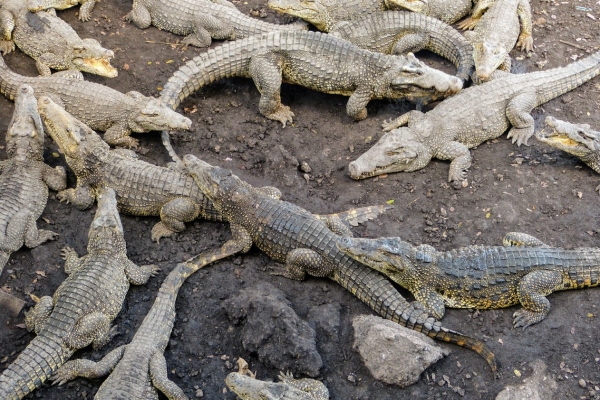 Zdjęcie z Kuby - zagroda dorosłych - rombifer - endemiczny gatunek kubańskiego krokodyla