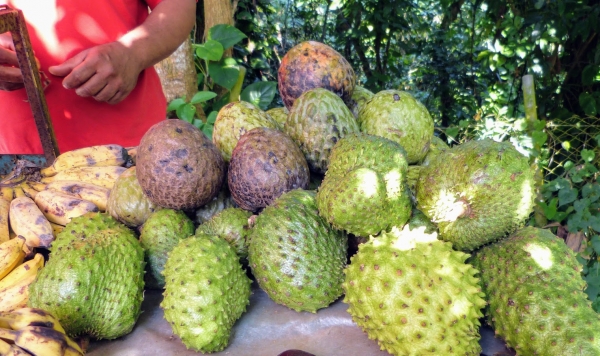 Zdjęcie z Kuby - smakowitości! owoc flaszowca na Kubie zwie się : guanabana