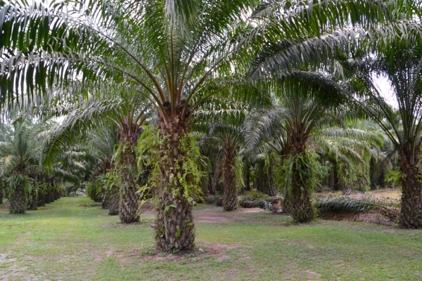 Zdjęcie z Tajlandii - Plantacja palm olejowych