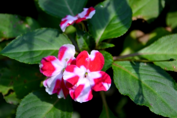 Zdjęcie z Tajlandii - Tropikalna flora