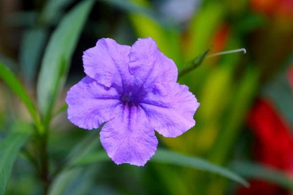 Zdjęcie z Tajlandii - Tropikalna flora