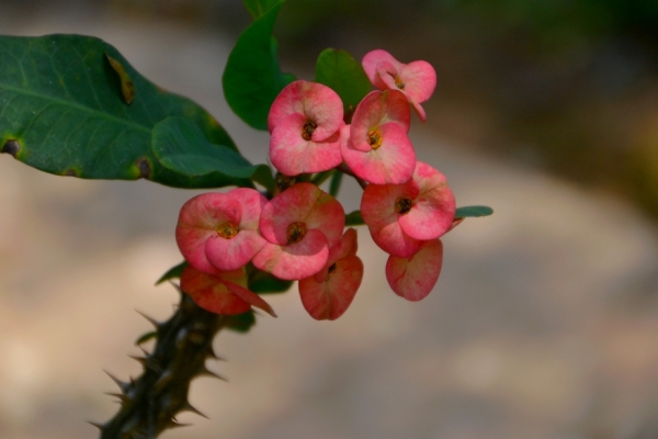 Zdjęcie z Tajlandii - Tropikalna flora