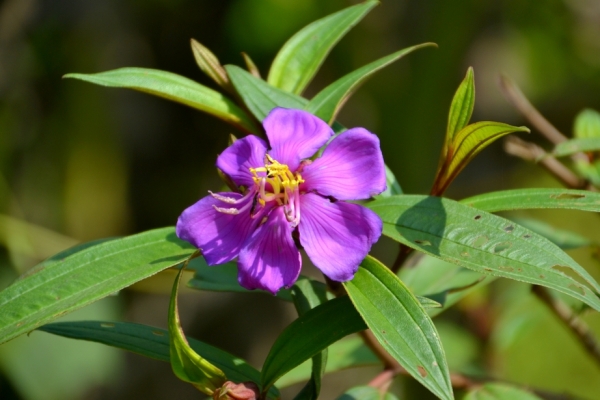 Zdjęcie z Tajlandii - Tropikalna flora