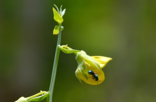 Zdjęcie z Tajlandii - Fauna i flora