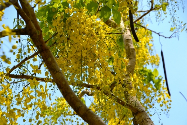 Zdjęcie z Tajlandii - Tropikalna flora