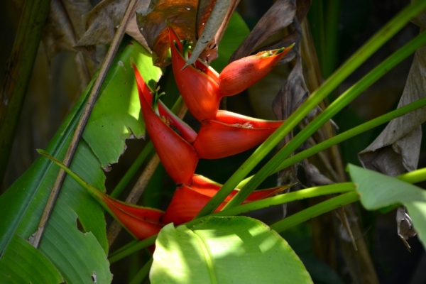 Zdjęcie z Tajlandii - Tropikalna flora