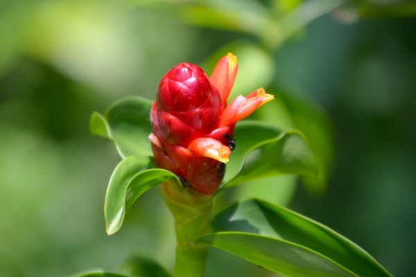 Zdjęcie z Tajlandii - Tropikalna flora