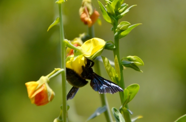 Zdjęcie z Tajlandii - Fauna i flora