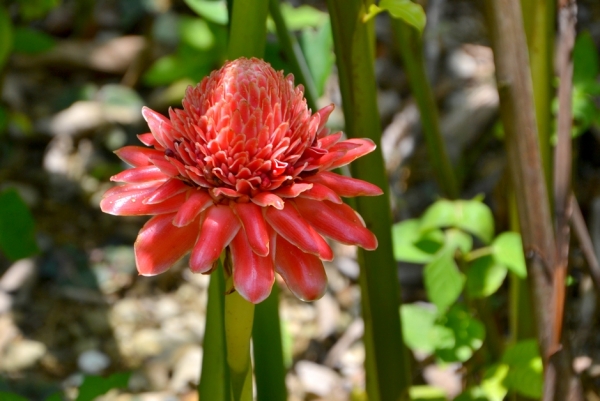 Zdjęcie z Tajlandii - Tropikalna flora