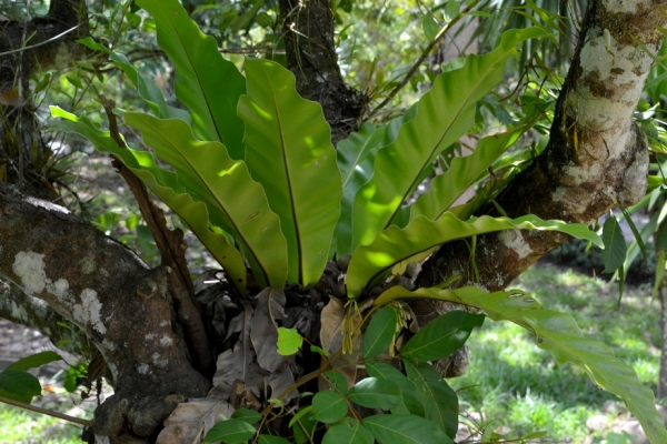 Zdjęcie z Tajlandii - Tropikalna flora