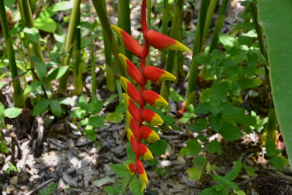 Zdjęcie z Tajlandii - Tropikalna flora