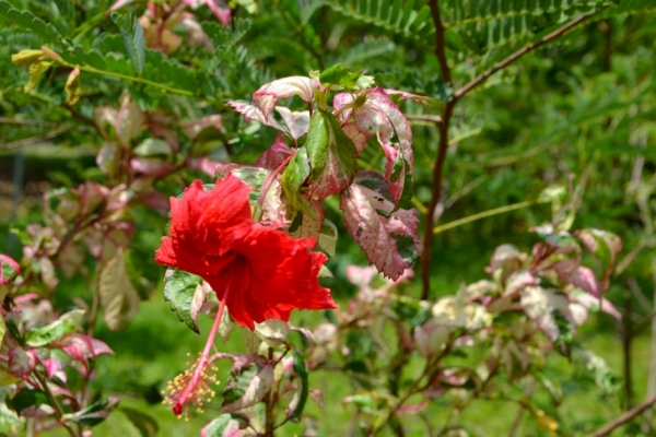Zdjęcie z Tajlandii - Ciekawa odmiana hibiskusa