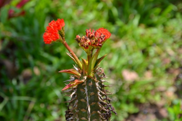 Zdjęcie z Tajlandii - Tropikalna flora