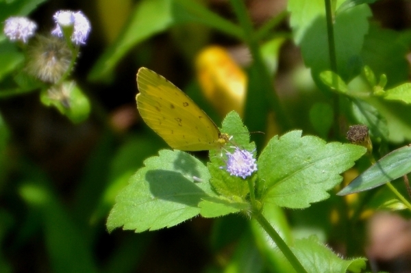 Zdjęcie z Tajlandii - Jeszcze jeden zolty motyl