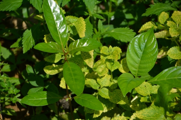 Zdjęcie z Tajlandii - Tropikalna flora