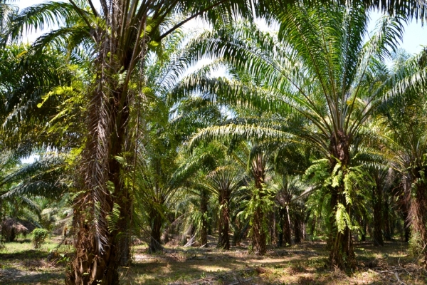 Zdjęcie z Tajlandii - Plantacja palm olejowych