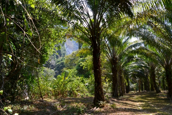 Zdjęcie z Tajlandii - Plantacja palm olejowych