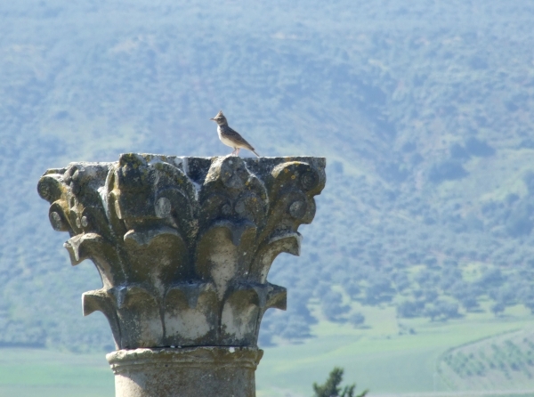 Zdjęcie z Maroka - na straży ruin