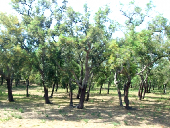 Zdjęcie z Maroka - plantacje drzew korkowych