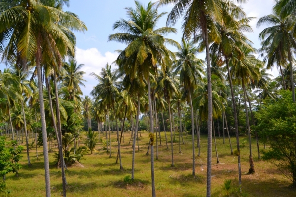 Zdjęcie z Tajlandii - Plantacja palm kokosowych obok hotelu