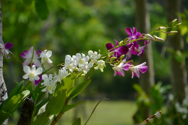 Zdjęcie z Tajlandii - Hotelowa flora