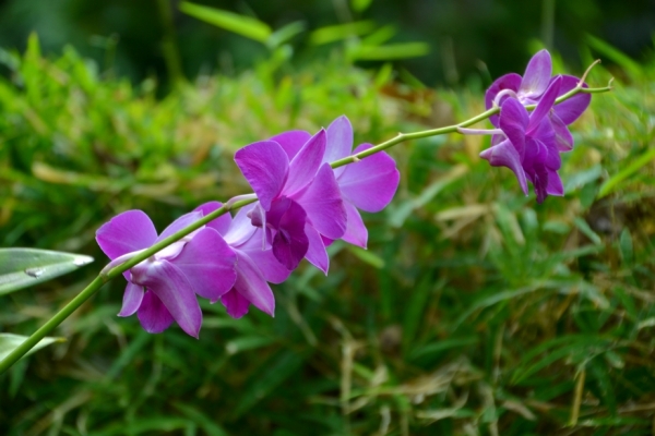 Zdjęcie z Tajlandii - Hotelowa flora