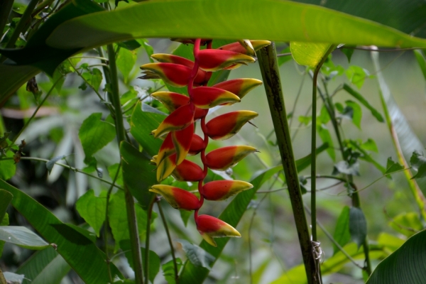 Zdjęcie z Tajlandii - Tropikalna flora