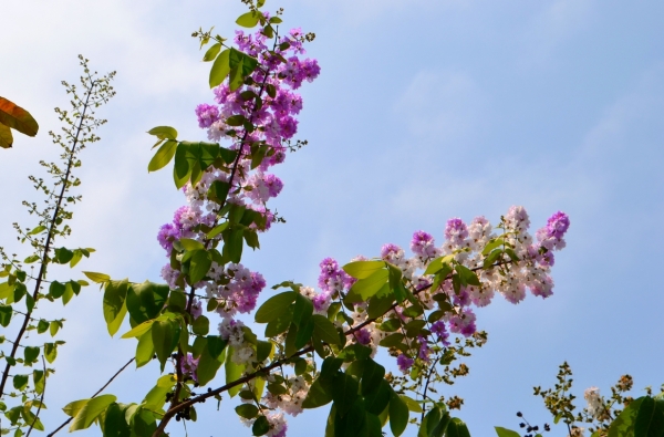 Zdjęcie z Tajlandii - Tropikalna flora