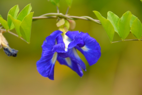 Zdjęcie z Tajlandii - Tropikalna flora