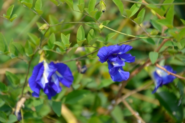 Zdjęcie z Tajlandii - Tropikalna flora