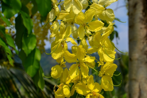 Zdjęcie z Tajlandii - Tropikalna flora