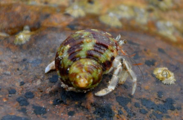 Zdjęcie z Tajlandii - Krab pustelnik