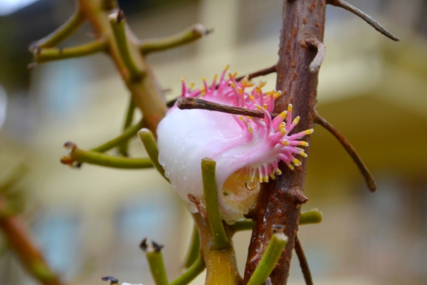 Zdjęcie z Tajlandii - Tropikalna flora - cos kwitnie...