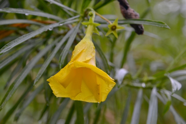 Zdjęcie z Tajlandii - Tropikalna flora
