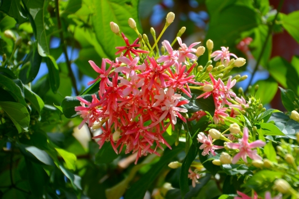 Zdjęcie z Tajlandii - Tropikalna flora