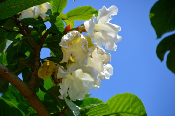 Zdjęcie z Tajlandii - Tropikalna flora