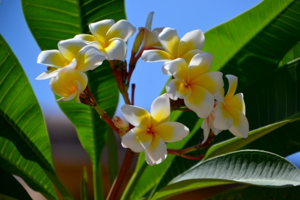 Zdjęcie z Tajlandii - Frangipani - zapach tropikow