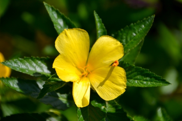 Zdjęcie z Tajlandii - Tropikalna flora