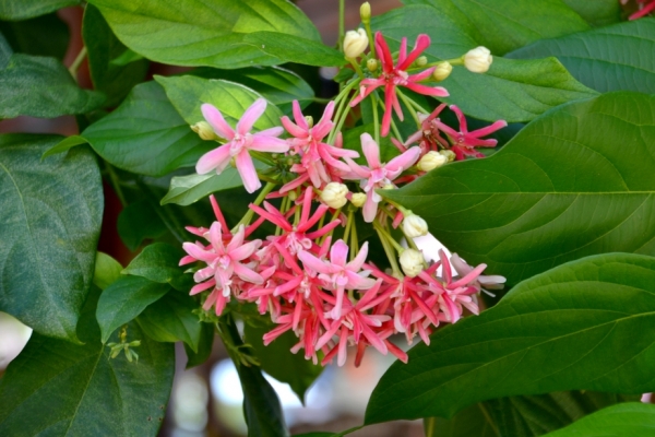 Zdjęcie z Tajlandii - Tropikalna flora