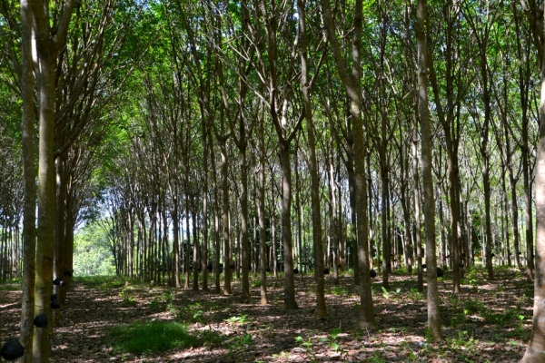 Zdjęcie z Tajlandii - Plantacja kauczukowa