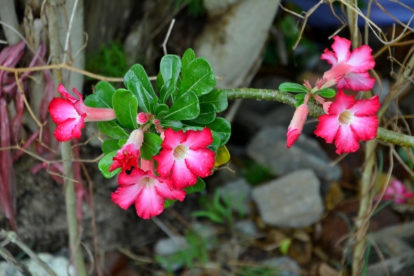 Zdjęcie z Tajlandii - Tajska flora