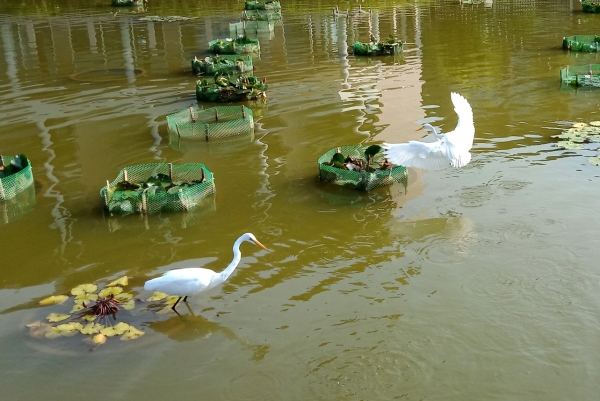 Zdjęcie z Tajlandii - Na hotelowym stawie