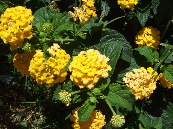 Zdjęcie z Maroka - flora