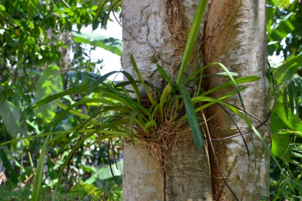 Zdjęcie z Tajlandii - W drodze na przedmiescia Khao Lak