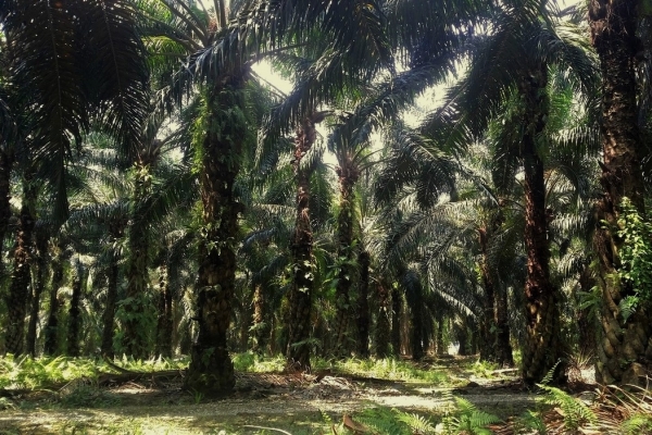 Zdjęcie z Tajlandii - Docieram do plantacji palm olejowych
