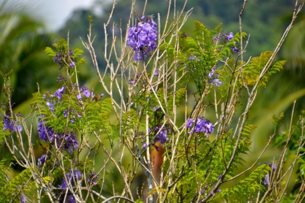 Zdjęcie z Tajlandii - Hotelowa flora - mlode jacarandy