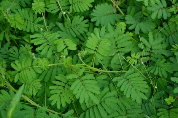 Zdjęcie z Tajlandii - Mimozy wstydliwe. Po dotnieciu ich liscie skladaja sie