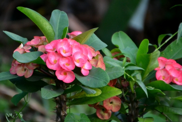 Zdjęcie z Tajlandii - Euphorbia czyli wilczomlecz - wiem to dzieki Papuasowi :)