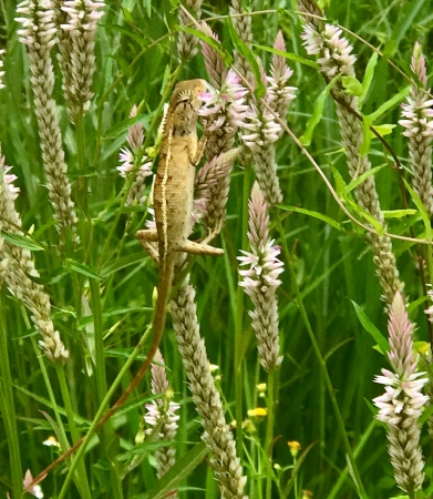 Zdjęcie z Tajlandii - Fauna i flora