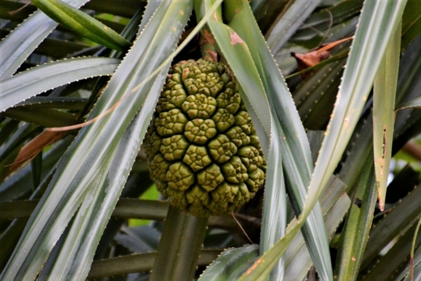 Zdjęcie z Tajlandii - Flora